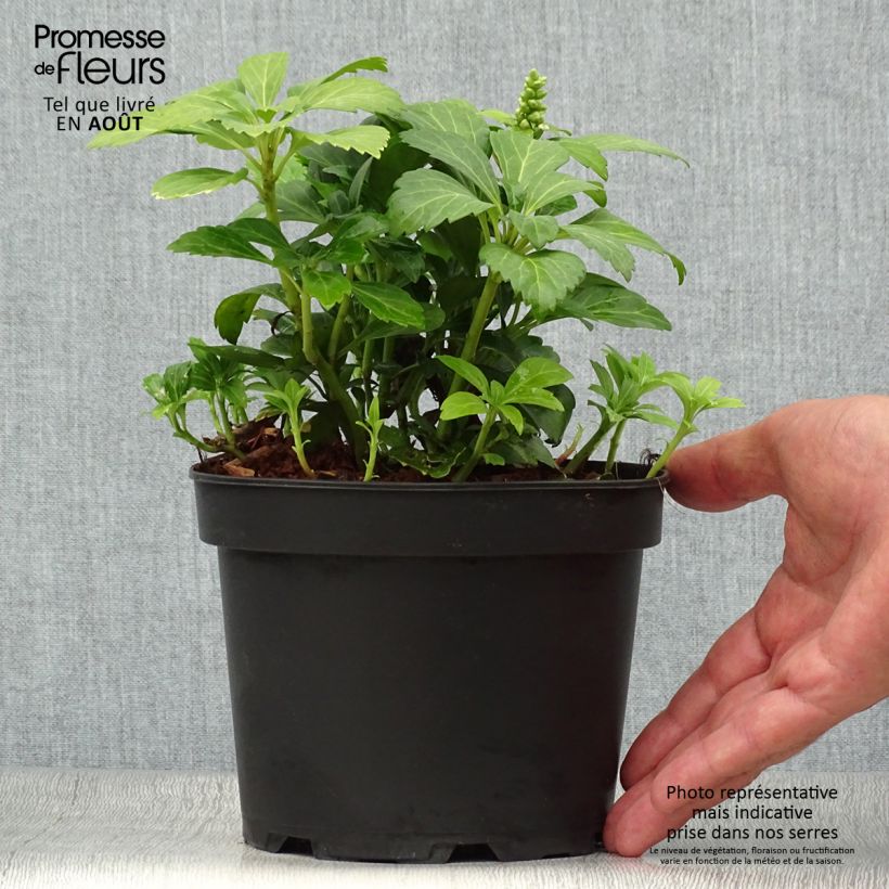 Amostra de Pachysandra terminalis Green Carpet Vaso de 2 L/3 L tal como entregue no verão