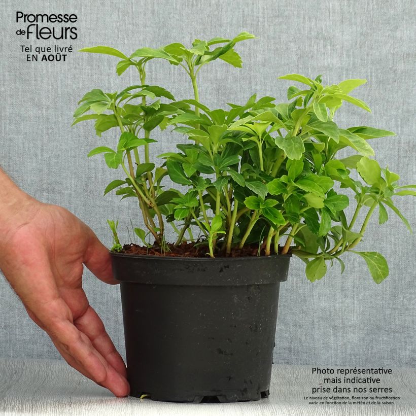 Amostra de Pachysandra terminalis Vaso de 2 L/3 L tal como entregue no verão