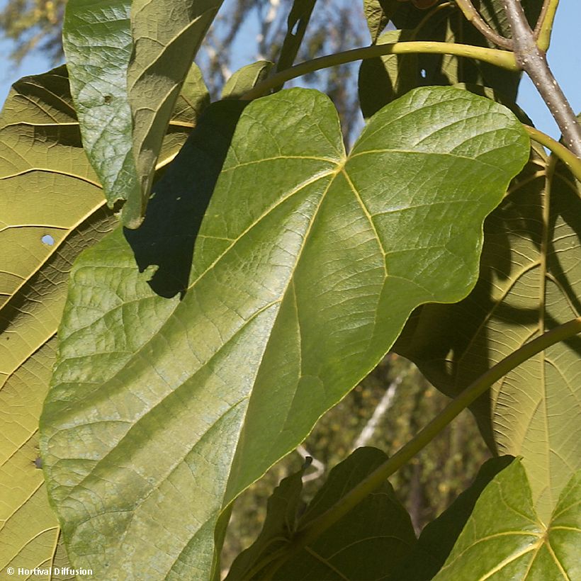 Paulownia fortunei Fast Blue Minfast (Folhagem)