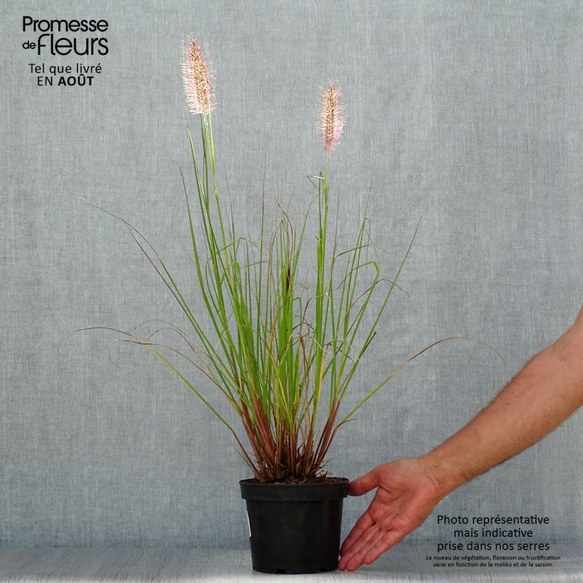 Amostra de Pennisetum alopecuroides Cassian Vaso de 2 L/3 L tal como entregue no verão