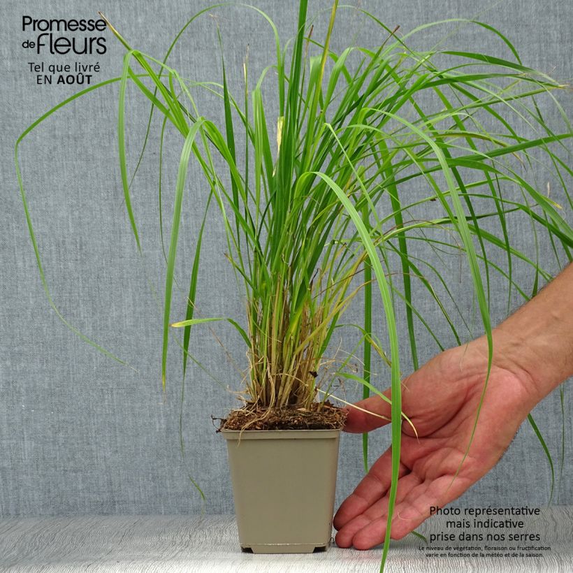 Amostra de Pennisetum thunbergii Vaso de 8/9 cm tal como entregue no verão