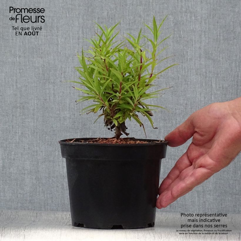 Amostra de Penstemon Blackbird Vaso de 2 L/3 L tal como entregue no verão