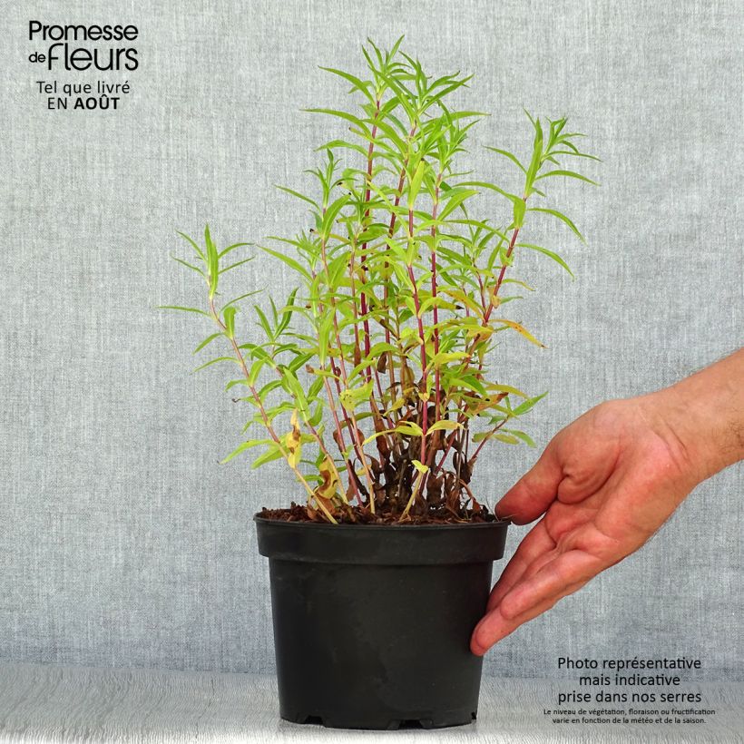 Amostra de Penstemon Sour Grapes Vaso de 2 L/3 L tal como entregue no verão