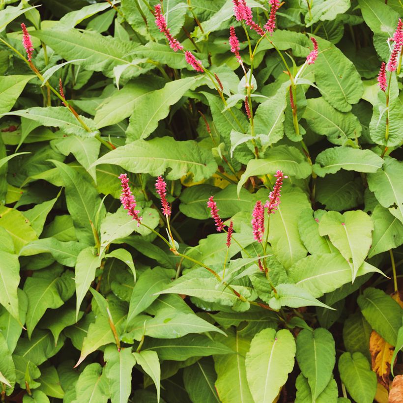 Persicaria amplexicaulis Amethyst Summer (Folhagem)