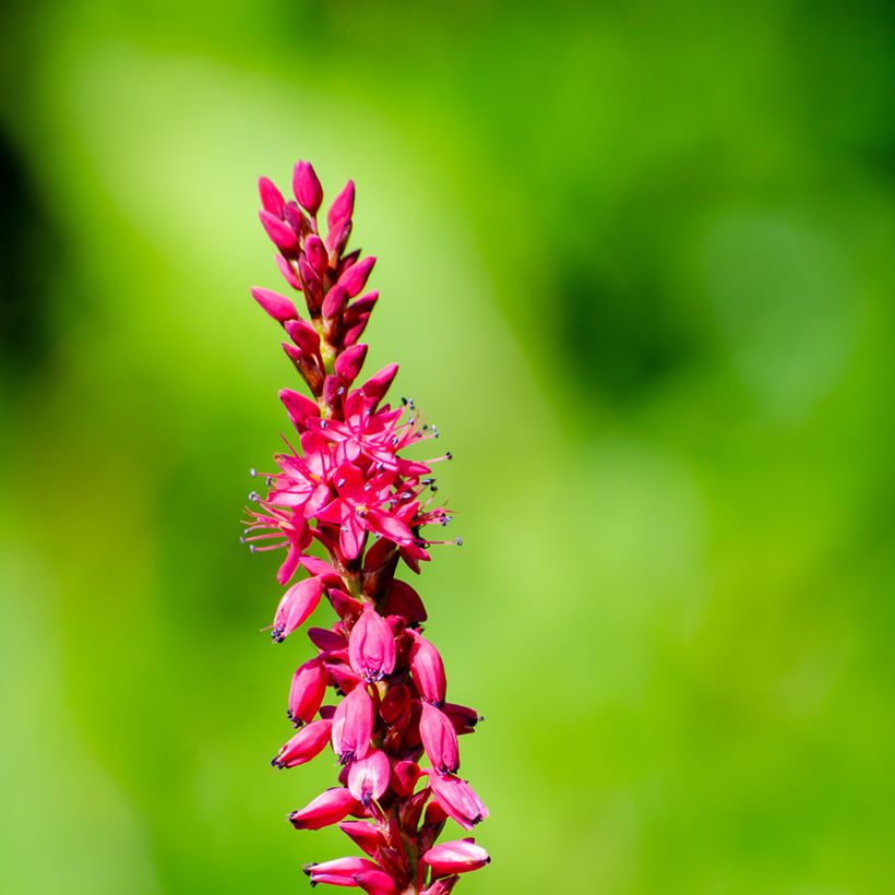 Persicaria amplexicaulis Amethyst Summer (Floração)
