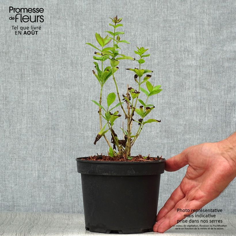 Amostra de Phlox paniculata Amethyst Vaso de 2 L/3 L tal como entregue no verão