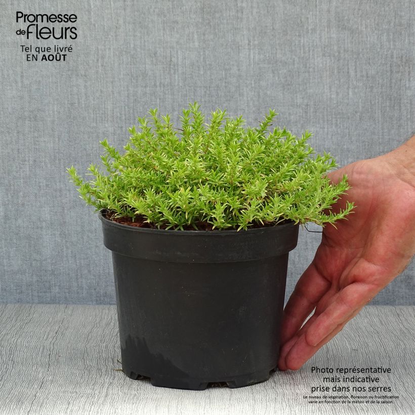 Amostra de Flox-tapete Lilac Cloud - Phlox douglasii Vaso de 2 L/3 L tal como entregue no verão