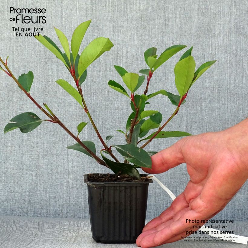 Amostra de Photinia fraseri Red Robin Vaso de 8/9 cm tal como entregue no verão
