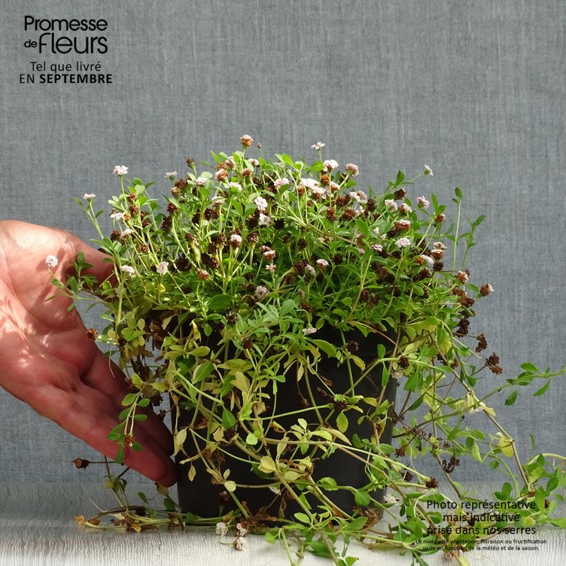 Amostra de Phyla nodiflora Vaso de 2 L/3 L tal como entregue no outono