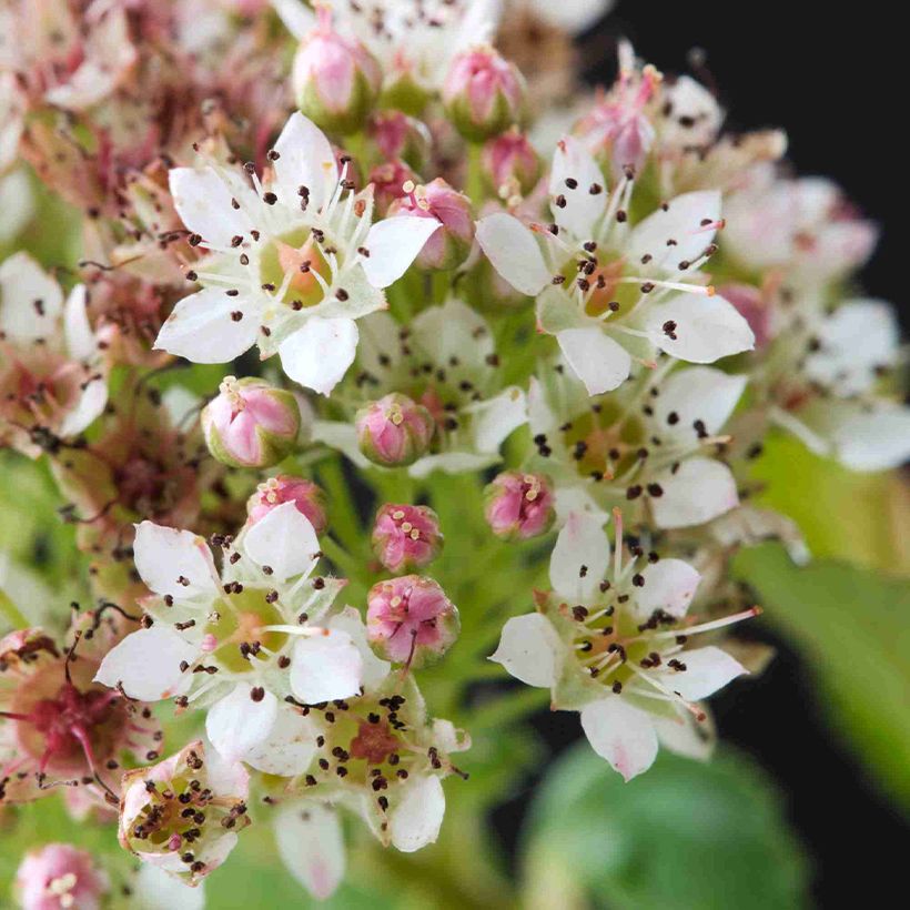 Physocarpus opulifolius Raspberry Lemonade 'ZLEYel2' (Floração)