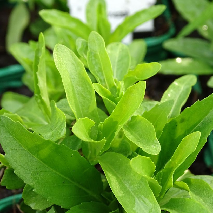 Physostegia virginiana Alba (Folhagem)