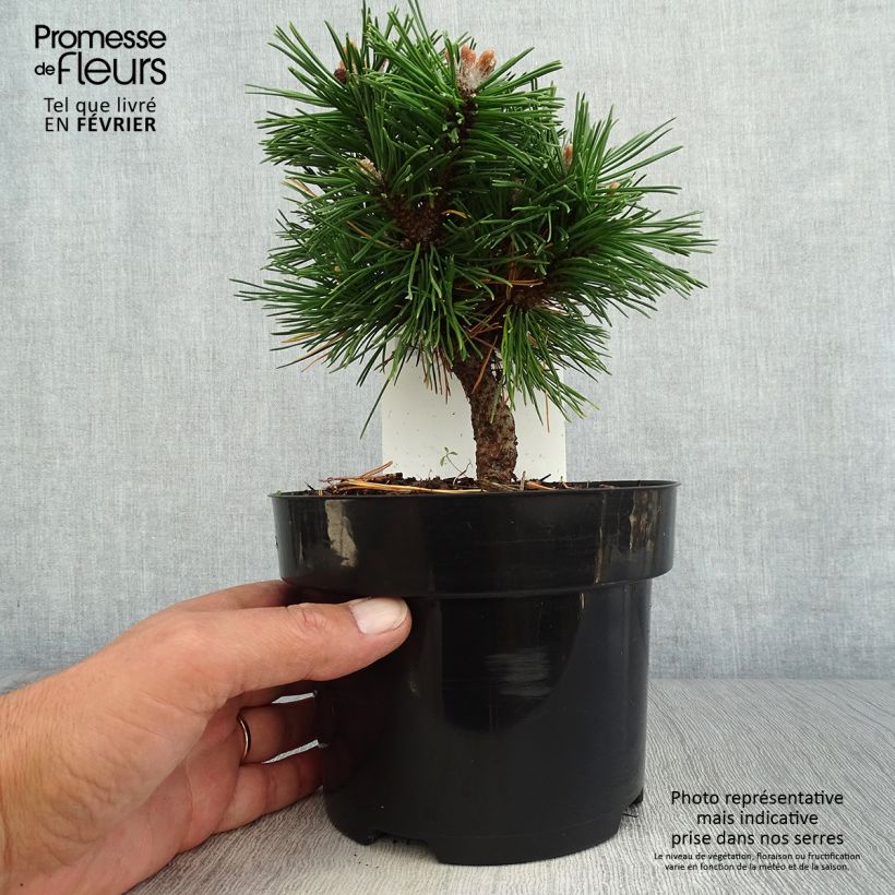 Amostra de Pinus mugo Benjamin Vaso de 2 L/3 L tal como entregue no outono