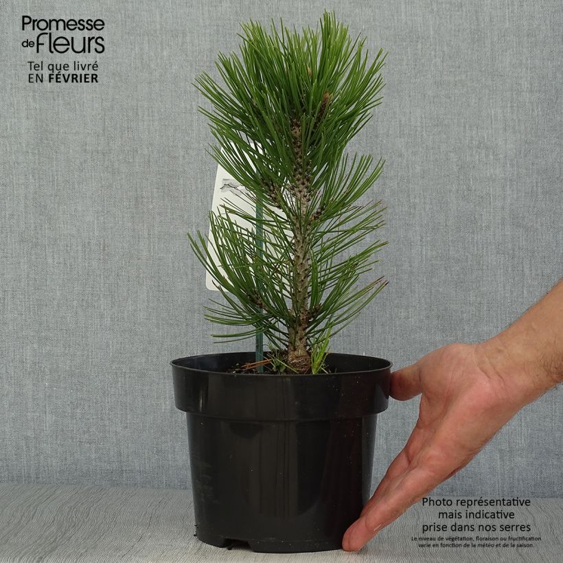 Amostra de Pinus heldreichii Malinkii Vaso de 2 L/3 L tal como entregue no outono
