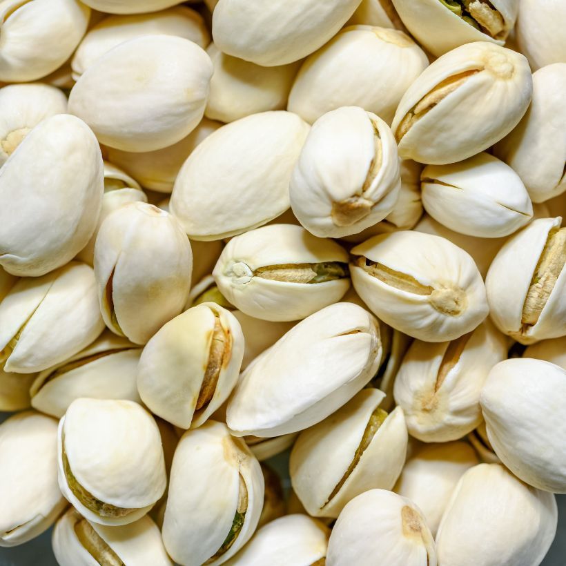 Árvore de pistacho fêmea Kerman (Colheita)