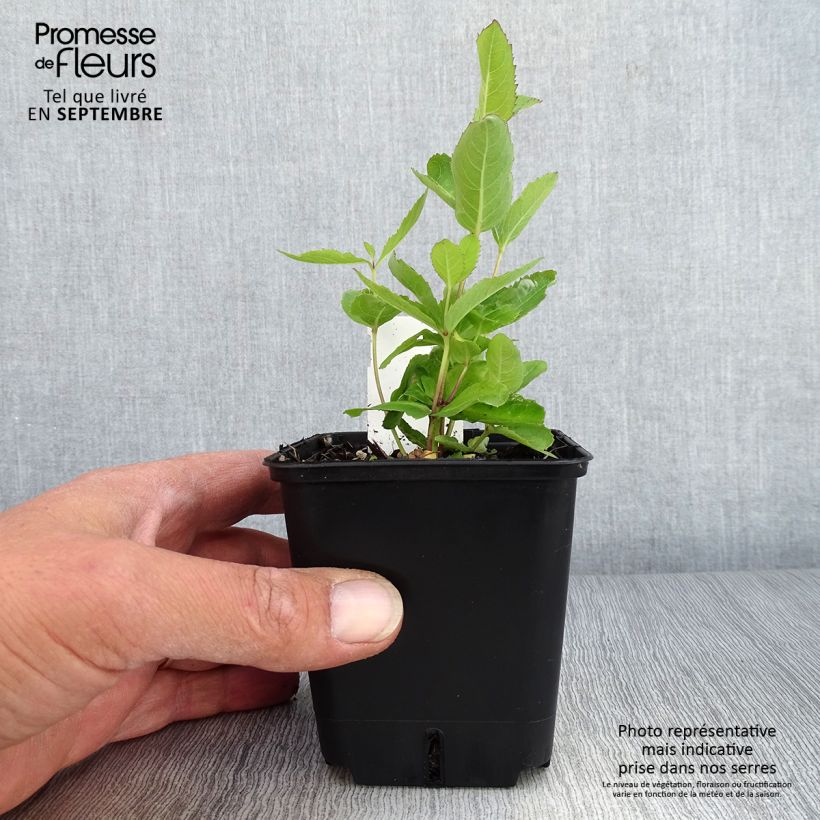 Amostra de Platycodon grandiflorus Fuji Blue Godet de 8/9 cm tal como entregue no outono