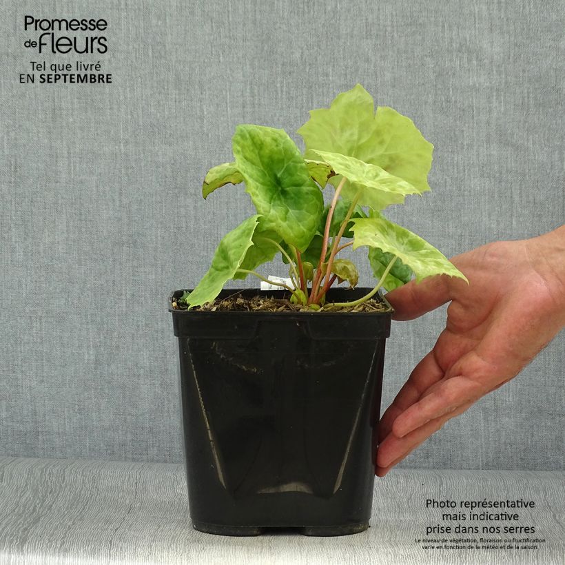Amostra de Podophyllum Spotty Dotty Vaso de 3 L/4 L tal como entregue no outono