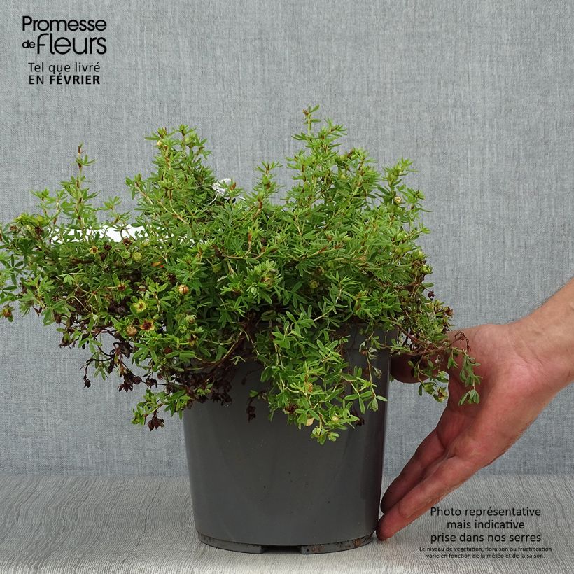 Amostra de Potentilla fruticosa Red Joker Vaso de 3 L/4 L tal como entregue no outono