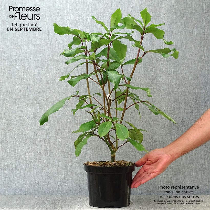 Amostra de Pseudopanax laetus Vaso de 3 L/4 L tal como entregue no outono