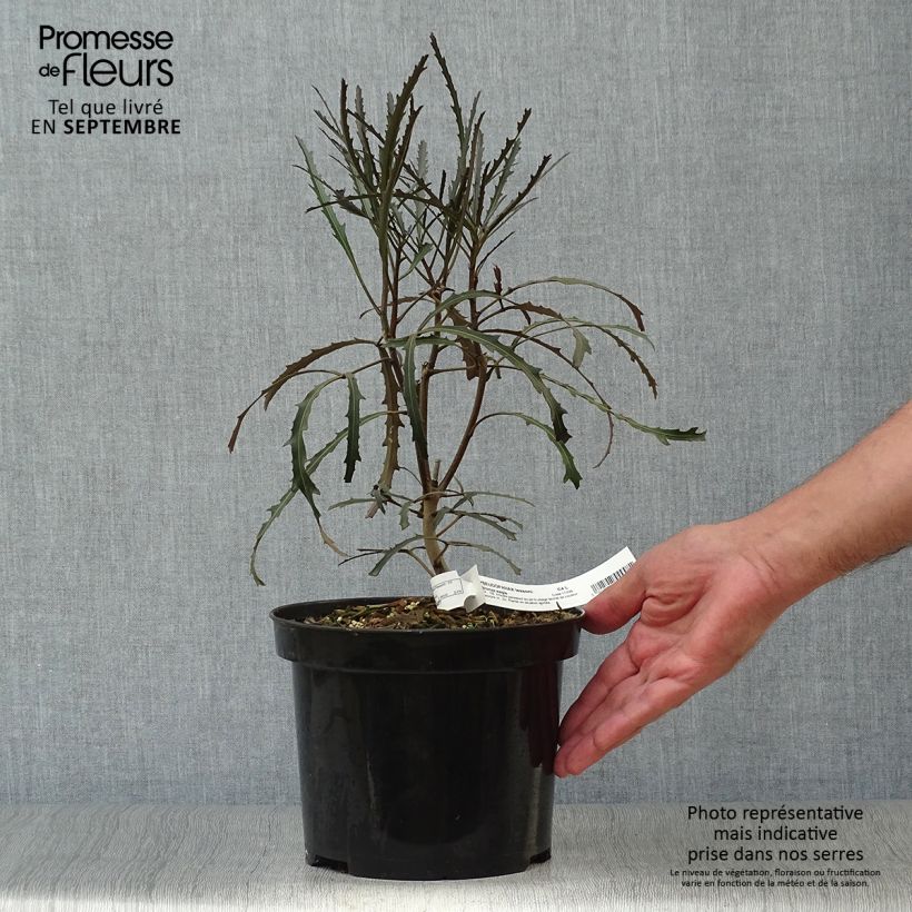 Amostra de Pseudopanax lessonii Bronze Eagle Vaso de 3 L/4 L tal como entregue no outono