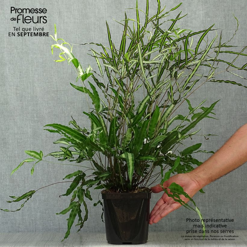 Amostra de Pteris nipponica Vaso de 3 L/4 L tal como entregue no outono
