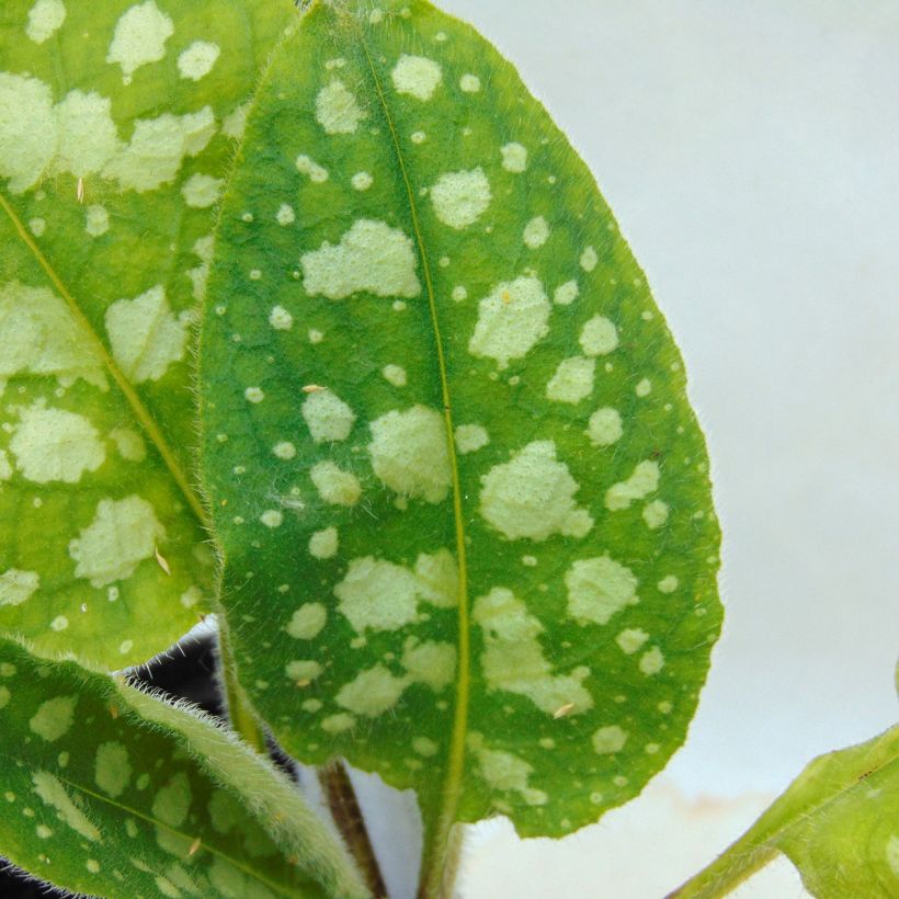 Pulmonária Victorian Brooch (Folhagem)