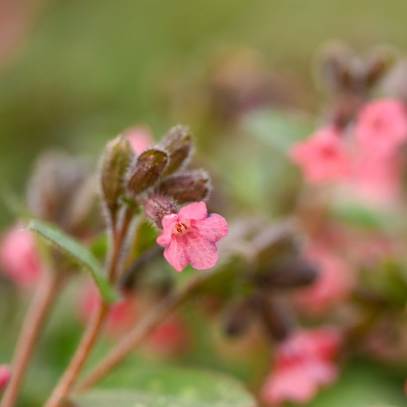 Pulmonária saccharata Dora Bielefeld (Floração)