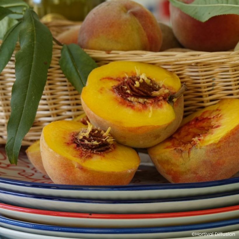 Pessegueiro de vinha Golden Caesar - Prunus persica (Colheita)