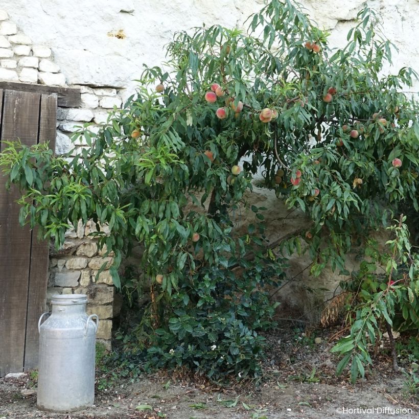 Pessegueiro de vinha Golden Caesar - Prunus persica (Hábito)