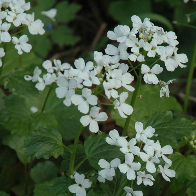 Pachyphragma macrophyllum (Floração)