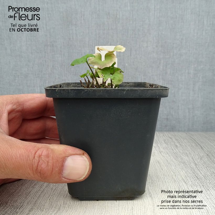 Amostra de Pachyphragma macrophyllum Vaso de 8/9 cm tal como entregue no outono