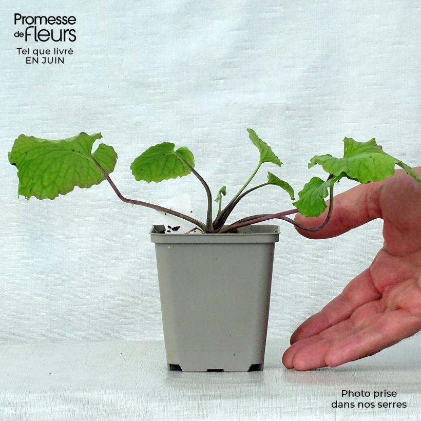 Amostra de Pachyphragma macrophyllum Vaso de 8/9 cm tal como entregue no verão