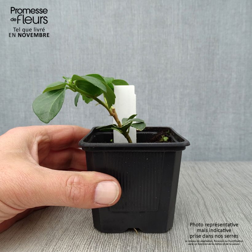 Amostra de Pachysandra terminalis Vaso de 8/9 cm tal como entregue no outono