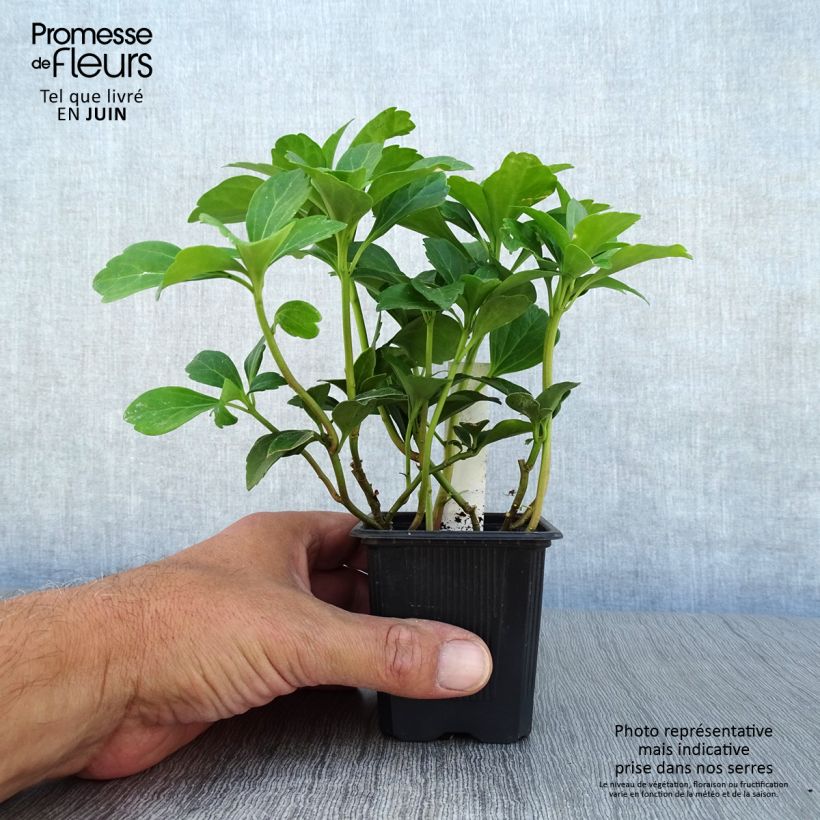 Amostra de Pachysandra terminalis Vaso de 8/9 cm tal como entregue no verão