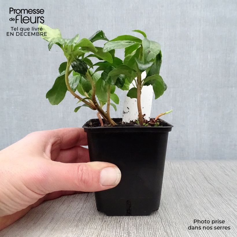 Amostra de Pachysandra terminalis Vaso de 8/9 cm tal como entregue no inverno