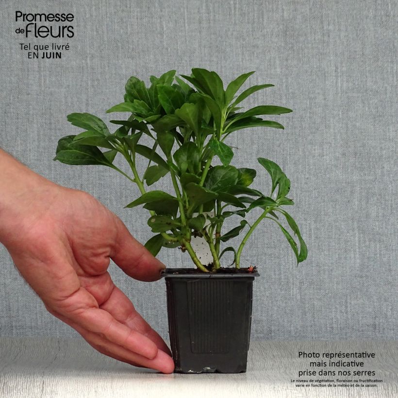 Amostra de Pachysandra terminalis Green Carpet Vaso de 8/9 cm tal como entregue no verão