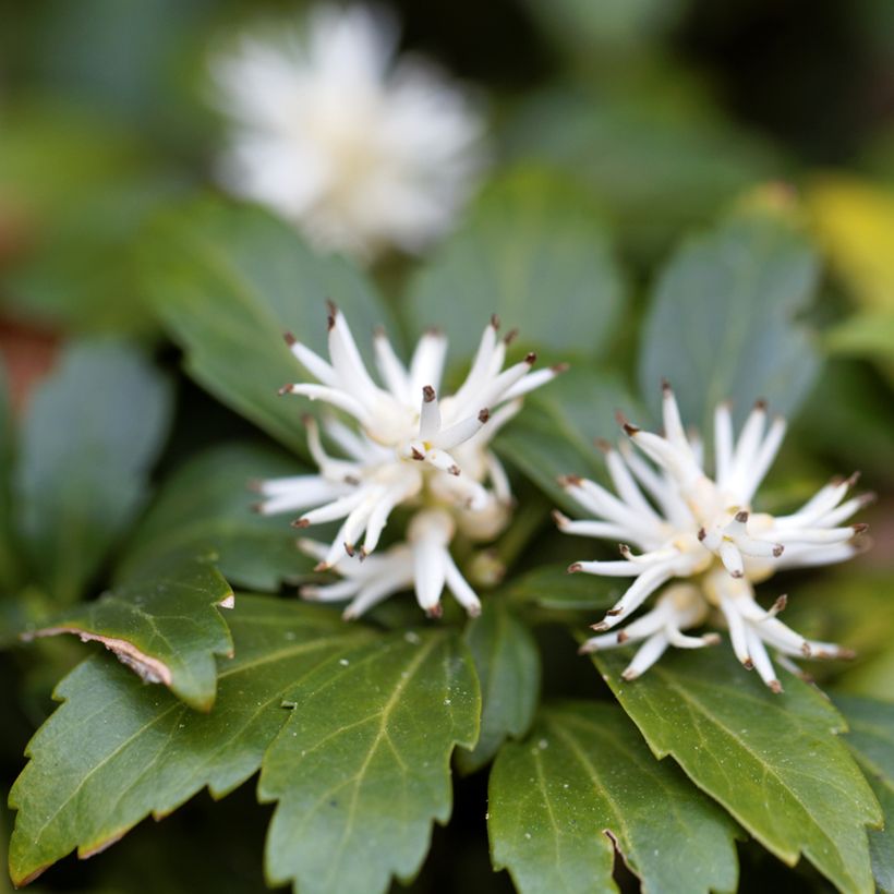 Pachysandra terminalis Green Carpet (Floração)