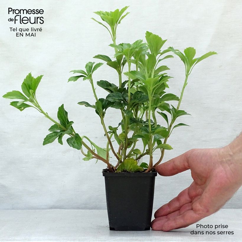 Amostra de Pachysandra terminalis Green Sheen Vaso de 8/9 cm tal como entregue na primavera