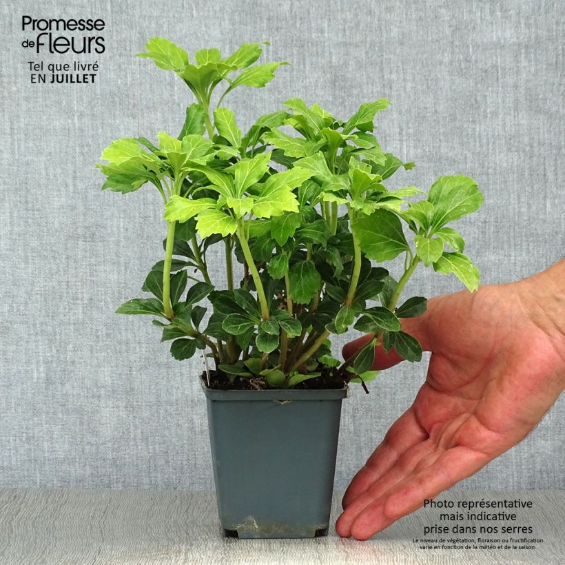 Amostra de Pachysandra terminalis Green Sheen Vaso de 8/9 cm tal como entregue no verão