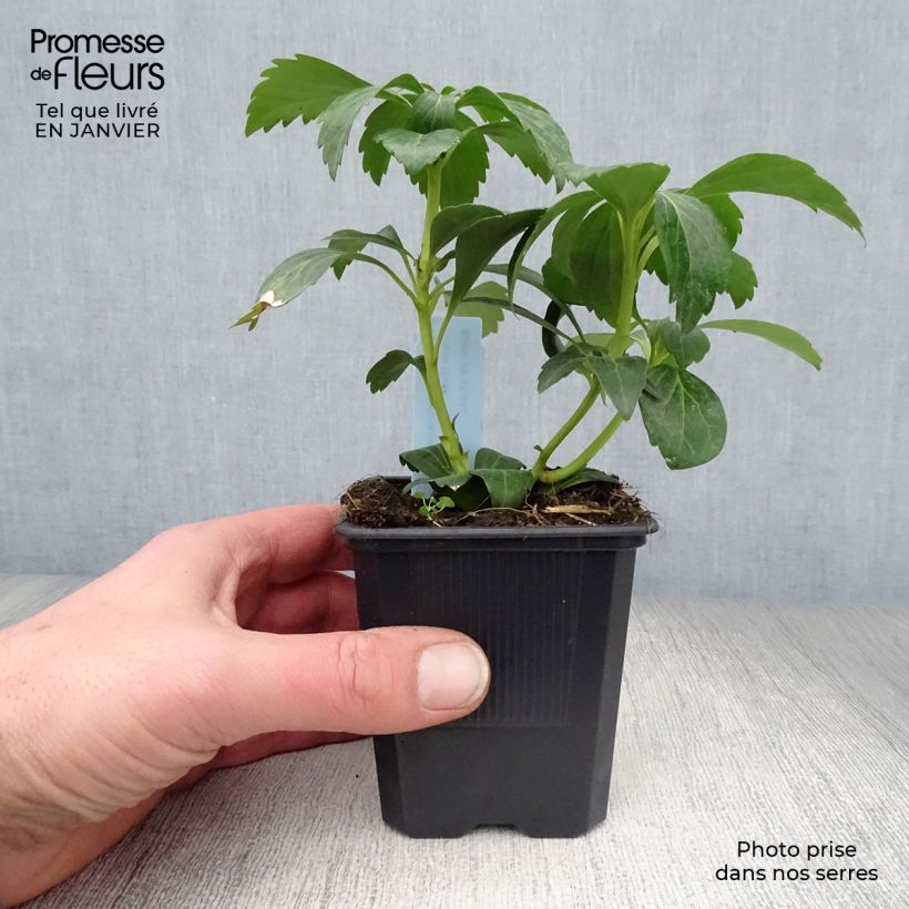 Amostra de Pachysandra terminalis Green Sheen Vaso de 8/9 cm tal como entregue no inverno