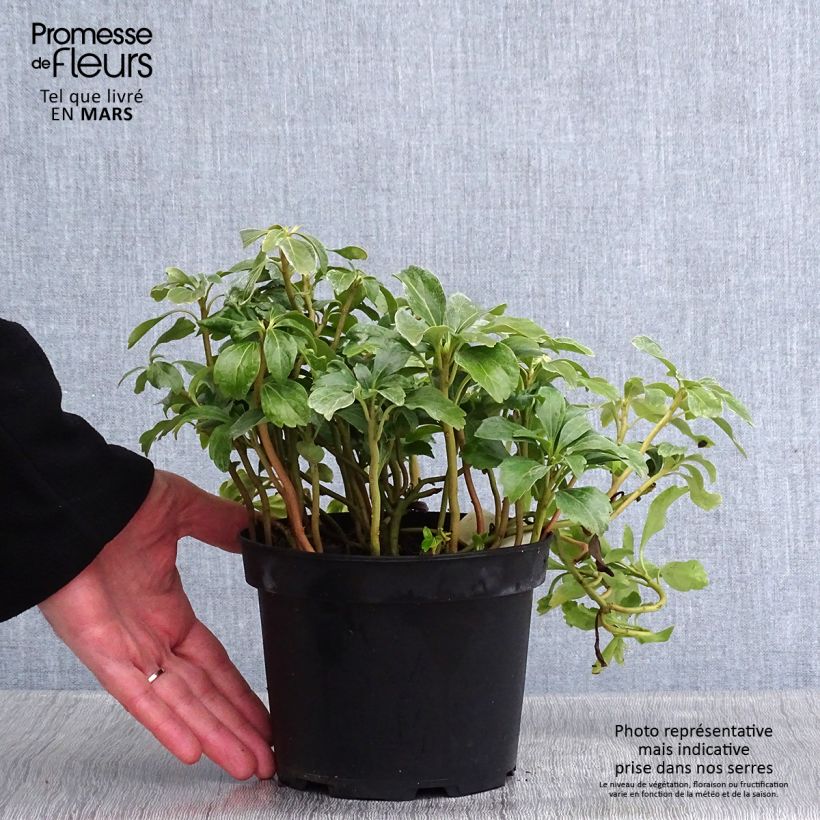 Amostra de Pachysandra terminalis Green Sheen Vaso de 2 L/3 L tal como entregue no inverno
