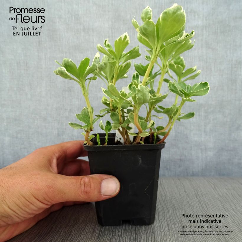 Amostra de Pachysandra terminalis Variegata Vaso de 8/9 cm tal como entregue no verão