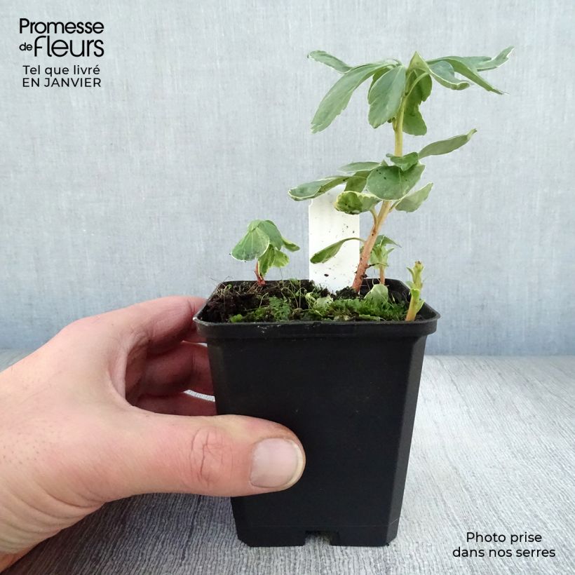 Amostra de Pachysandra terminalis Variegata Vaso de 8/9 cm tal como entregue no inverno