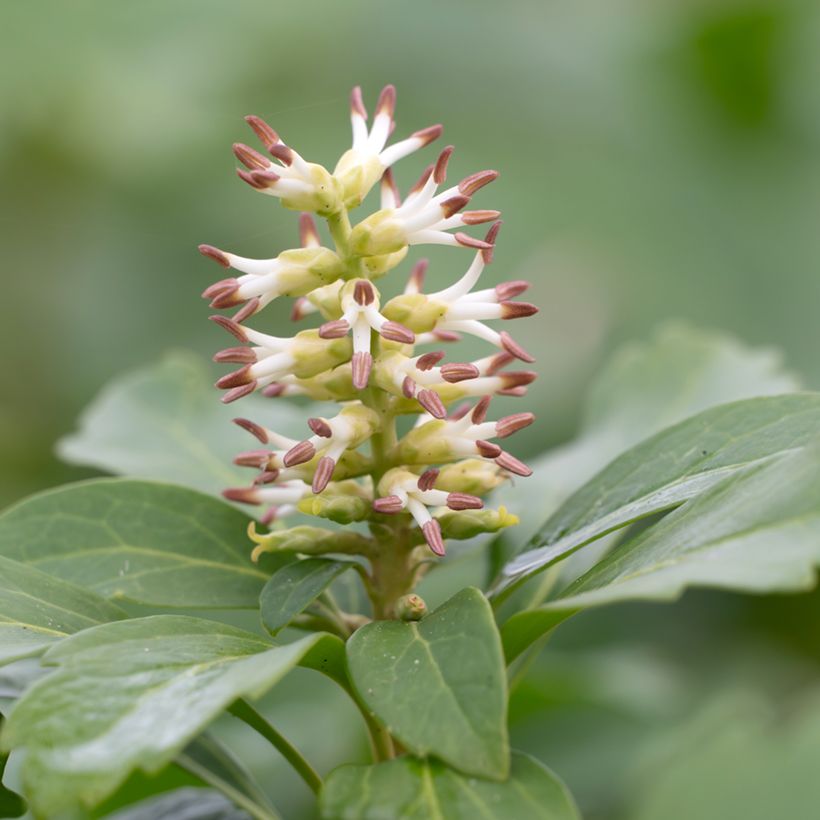 Pachysandra terminalis (Floração)