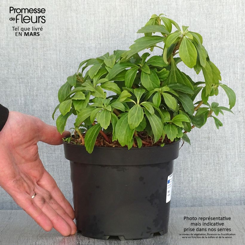 Amostra de Pachysandra terminalis Vaso de 2 L/3 L tal como entregue no inverno