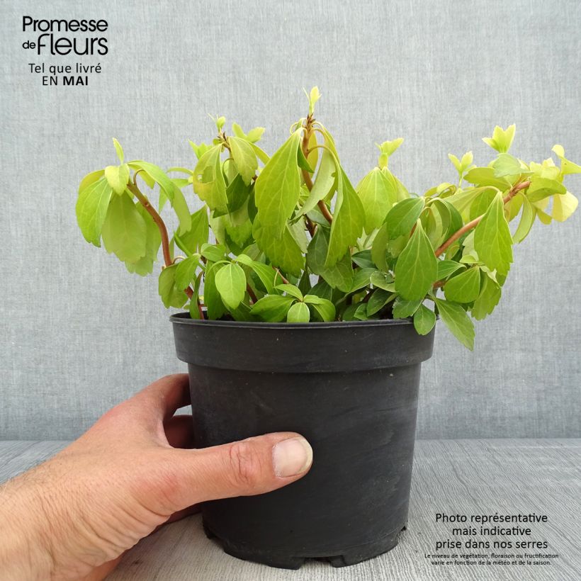 Amostra de Pachysandra terminalis Vaso de 2 L/3 L tal como entregue na primavera