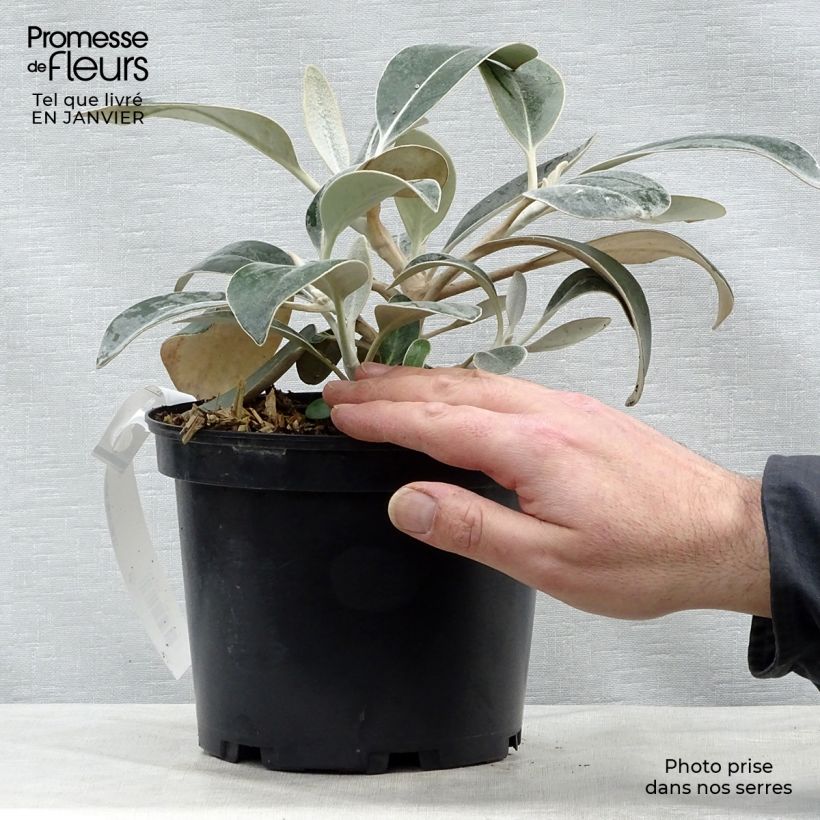 Amostra de Pachystégia insignis Daizea - Marguerite de Nouvelle-Zélande Vaso de 2 L/3 L tal como entregue no inverno