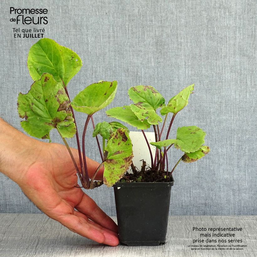 Amostra de Packera aurea Vaso de 8/9 cm tal como entregue no verão
