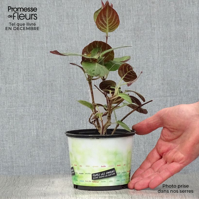 Amostra de Paederia lanuginosa - Plante fromage Vaso de 1 L/1,5 L tal como entregue no inverno