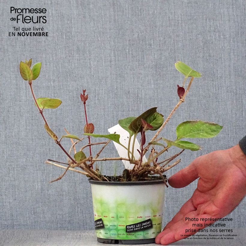 Amostra de Planta-do-queijo - Paederia lanuginosa Vaso de 1 L/1,5 L tal como entregue no outono