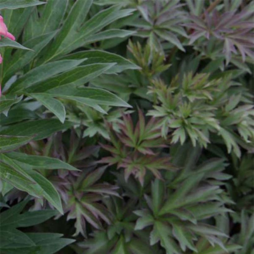 Paeonia Itoh Julia Rose (Folhagem)